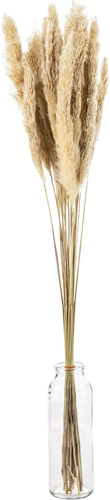 Pampasgras, 20 Stiele, ca. 60 cm (Farbe: natur)